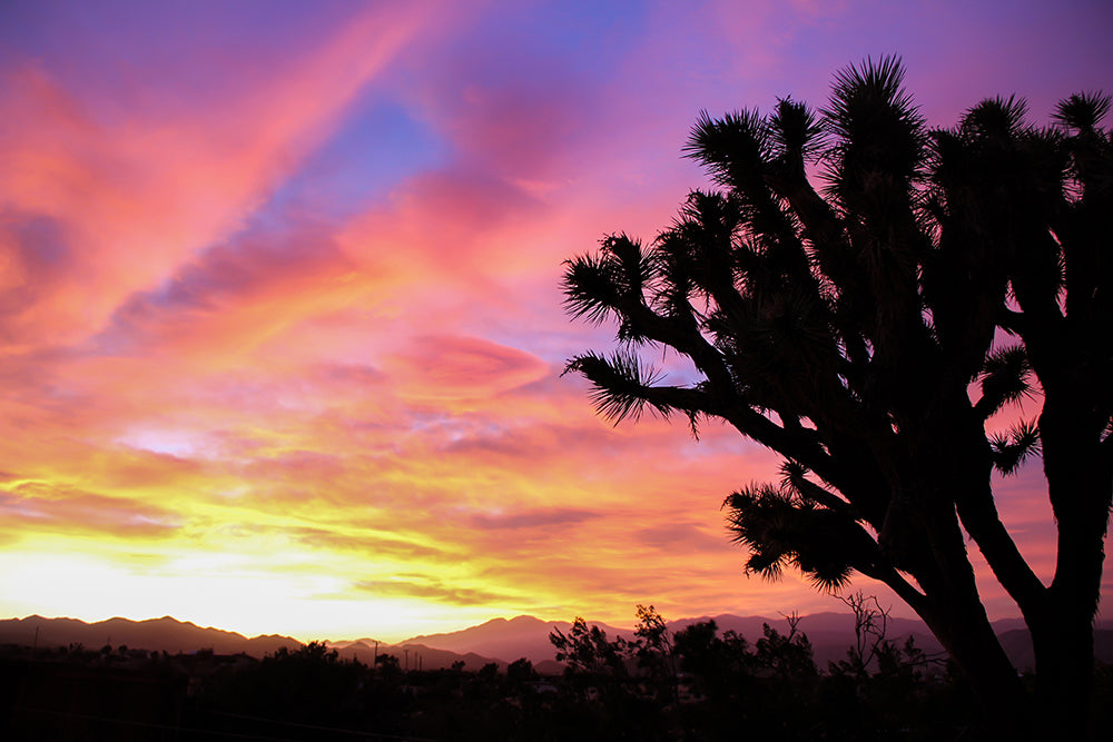 Silhouette of a Joshua Tree against a sunset