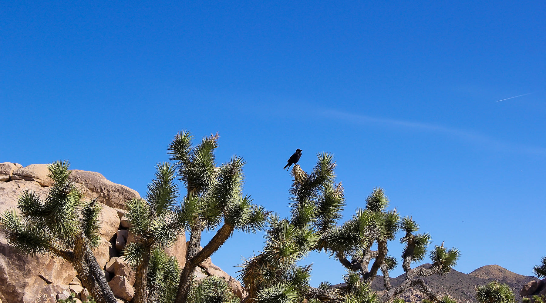 MBCAC Featuring the artists of the Morongo Basin.
